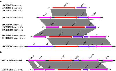 The characteristics of mcr-bearing plasmids in clinical Salmonella enterica in Sichuan, China, 2014 to 2017